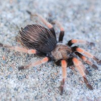 Brachypelma boehmei