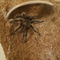 Freshly molted