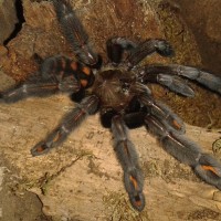 P. irminia