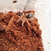 0.75" G. Rosea Sling