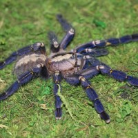 Poecilotheria metallica