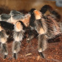 Mature B. Smithi Pictures 032 (2)