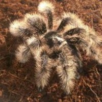 B. Albopilosum (Nicaraguan)