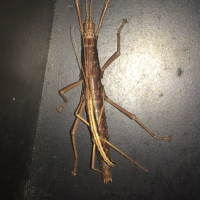 Stick insects in my mailbox
