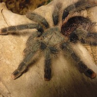 Female A. Metallica