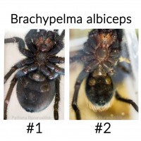 Brachypelma albiceps