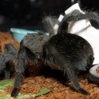 Taking Out the Trash (Grammostola pulchra)