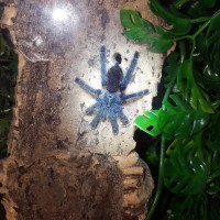 Avicularia avicularia