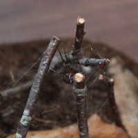 Steatoda grossa female