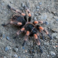 Brachypelma hamorii