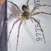 ?Dolomedes tenebrosus?