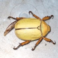 Albino June Bug 001