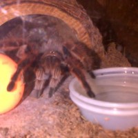 Ellenantula G Rosea