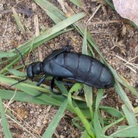 Black Bug 005