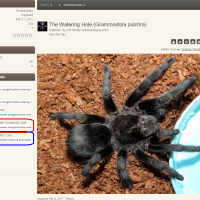 Embedding Arachnoboards Gallery Images