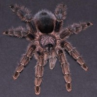 Avicularia merianae