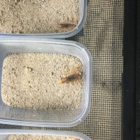 3 new Parabuthus mossambicensis