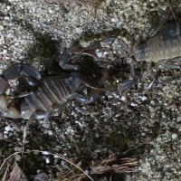 Androctonus baluchicus mating