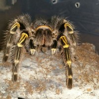 G. Pulchripes