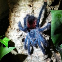 Gorgeous Yeva (A. avicularia)