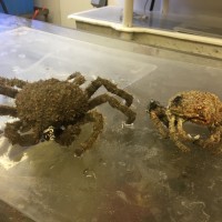 Sheep Crab molt