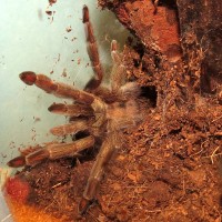 Squirt (♀ Psalmopoeus cambridgei 3")