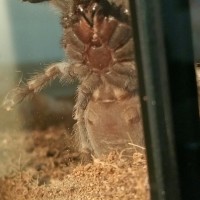 B. Smithi