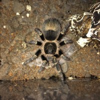 G. pulchripes