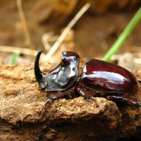 Oryctes nasicornis holdhausi Minck, 1914