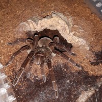 T.stirmi