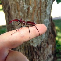 Lucanus  elaphus