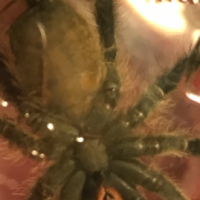 H.Maculata: HAHAHA FINALLY A GOOD PICTURE