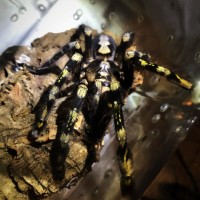 Poecilotheria subfusca