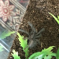 C. Sp. Hati Hati Sling