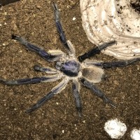 M. Balfouri saying 'hi'