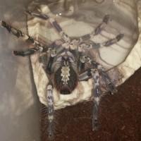 P. Vittata drinking after molt