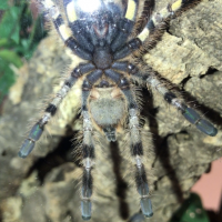 P.Regalis Sex?