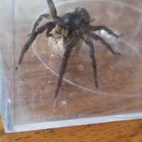Mama Spider