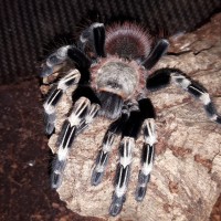 N.chromatus