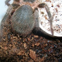 Pamphobeteus ultramarinus