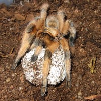 Aphonopelma moderatum