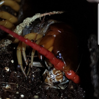 Scolopendra Dehaani (AF)