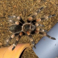 B. smithi