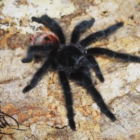 Grammostola iheringi