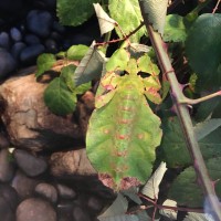 Phyllium giganteum