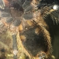 G.pulchripes