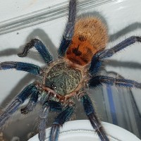 GBB au naturale