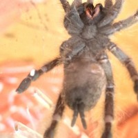 H.Maculata retry, it messed up the exuvia