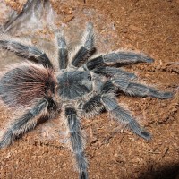 Lasiodora difficilis