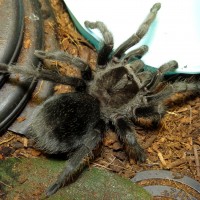 You're Not Taking My Water Dish Again (Grammostola pulchra)